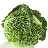 Cavolo verza fresco BIO (polacco) (ca. 500 g)